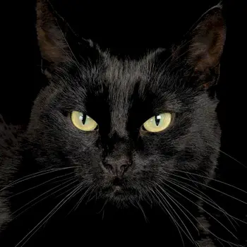 

GATYZTORY Black Cat Frame Painting By Numbers Acrylic Animal Coloring By Numbers Wall Art Picture Canvas Painting Home Decor
