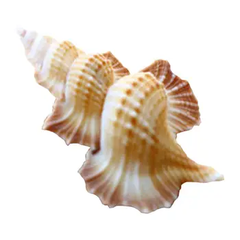 

1PC Conch Shell Natural Conch Shell Photo Props Home Furnishings Ornament Fish Tank Decoration DIY Craft Accessories 50-60mm