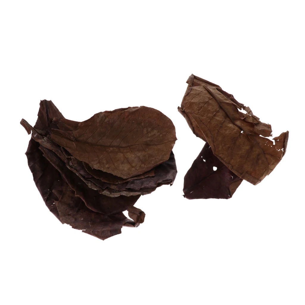 Set of 10 Fish Tank Indian Almond Leaves  For Betta Fish & Shrimps