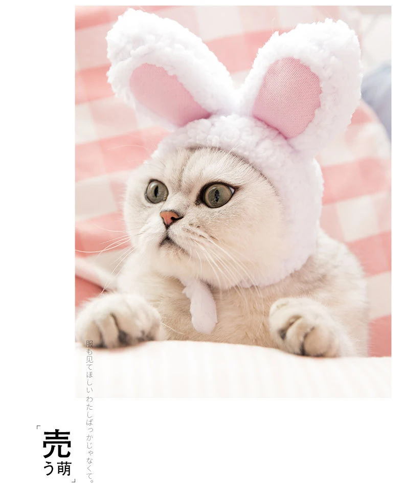 rabbit headgear