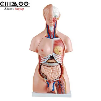 

Medical Science 85CM 23 Parts Human Anatomical Unisex Torso Model