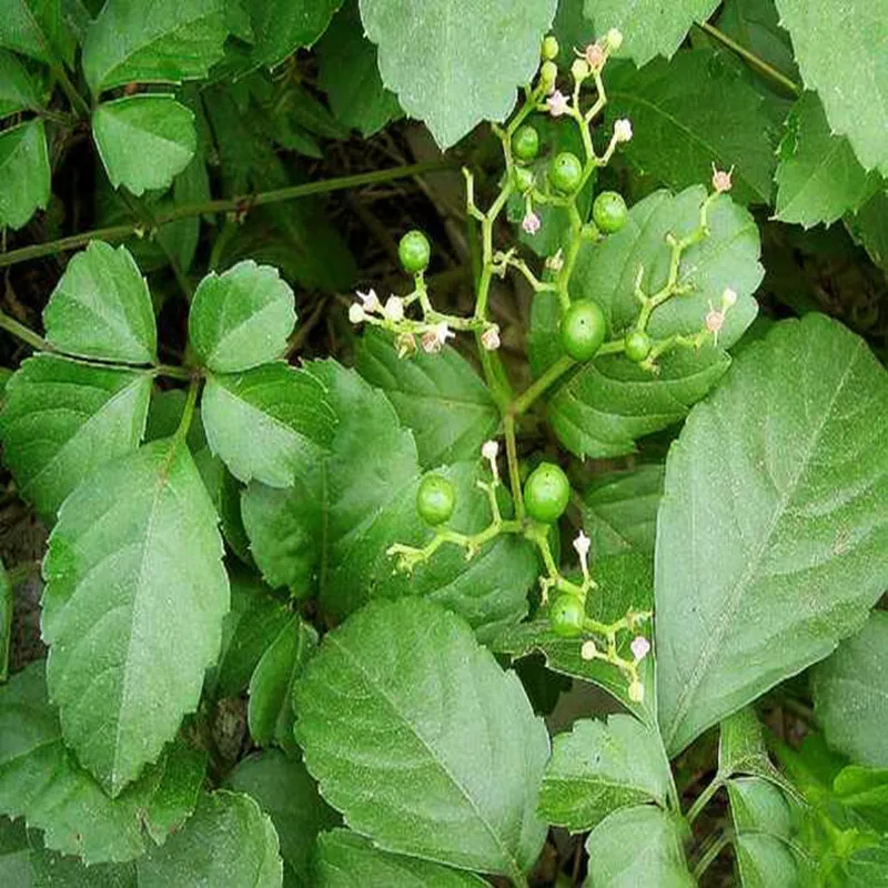 

2020 High quality 1pc 99% High germination rate of Gynostemma pentaphyllum seeds festival top supplement plant tea free shipping