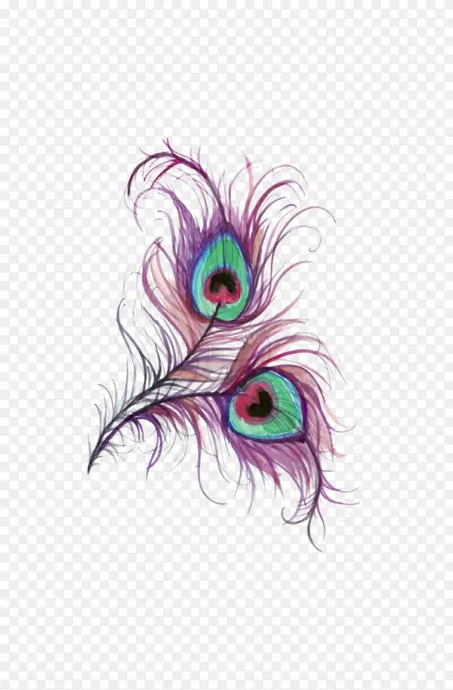 孔雀画羽毛彩色剪贴画紫色羽毛