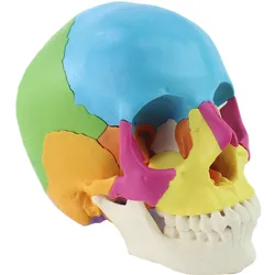 Tête de mort médicale 1:1, modèle tête de mort, Micro chirurgie plastique, stomatologie, détachable avec manuel en anglais, 22 pièces 