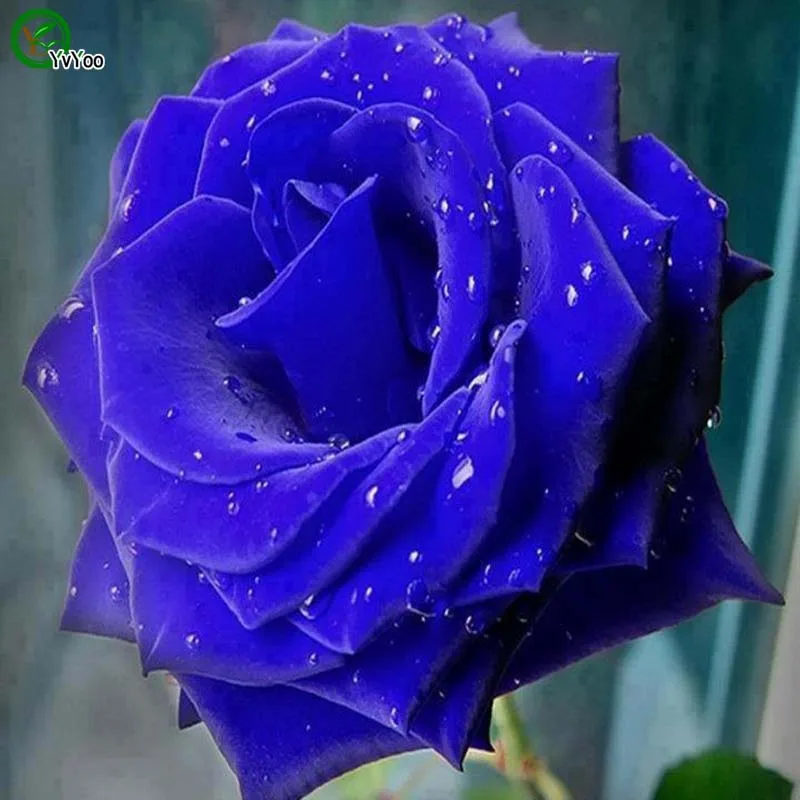 Сеялки Редкие радужные розы растения, любовник красочные домашние садовые растения Редкие радужные розы цветок бонсай, 50 Флорес - Цвет: 5