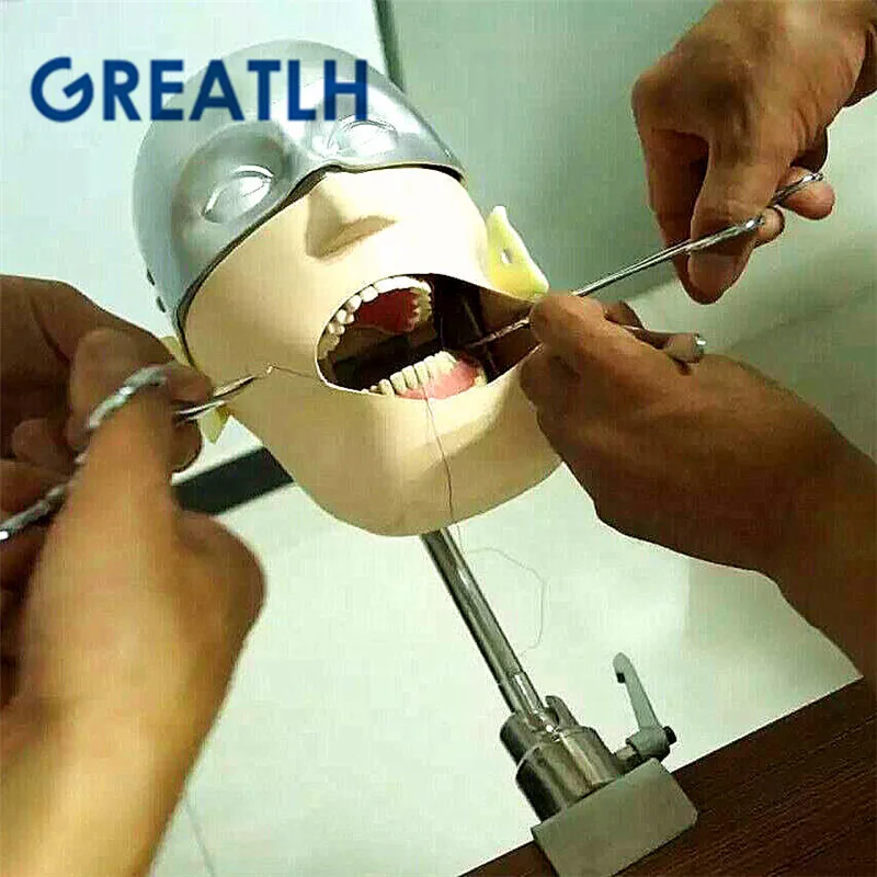 US $514.90 Dental Manikins NISSIN Teeth Head Model Dentistry Practise Models Phantom Head Dental Teaching Model
