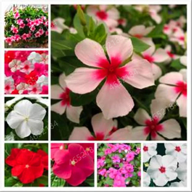 

Imported 100 Pcs Mixed Periwinkle Bonsai Flower Vinca Cover House Jardin Blooming Flore Potted Mini Garden Plants Easy to Grow