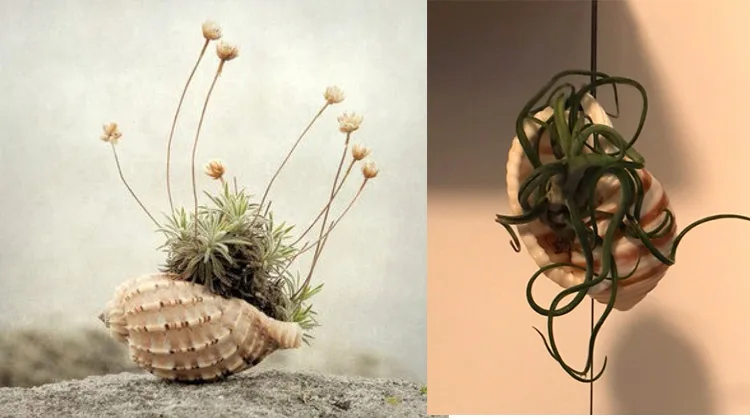 New Sea Snail Natural Shell Large Conch Fish Tank Aquarium Decoration Roll Shellfish Breeding Mediterranean Shell Pot Furnishing