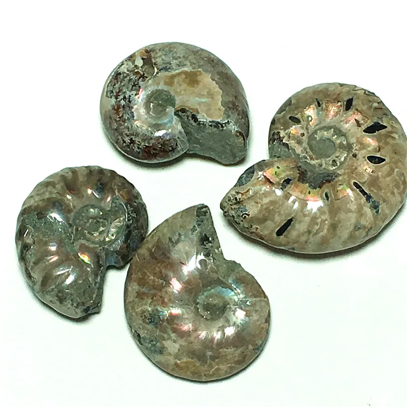 

Natural shell fossil crystal specimens