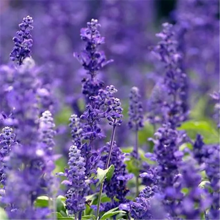 

Bulk Forget-me-not Seeds Star Flower Blue Forget-me-not High Quality Myosotis silvatica Ehrh. ex Hoffm. 100g