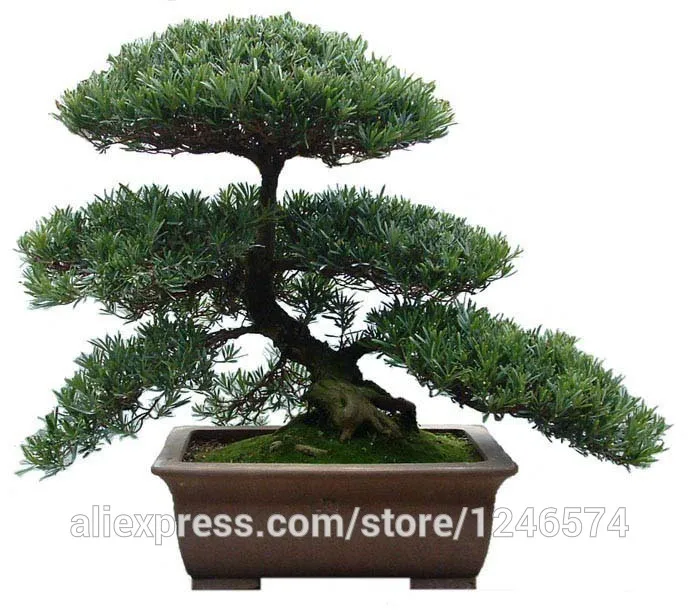 20 дерево бонсай, Подокарпус макрофиллус дерево бонсай, вечнозеленые кустарники