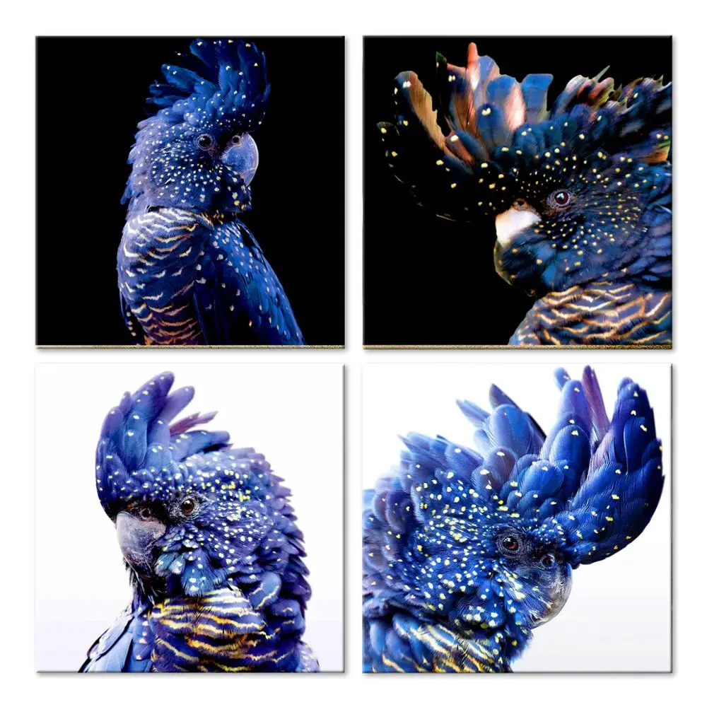 Австралийская птица Печать Черный Cockatoo настенное искусство темно-синий попугай