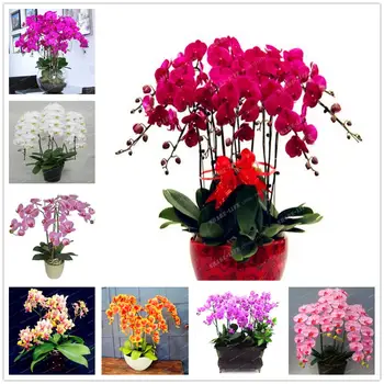 

200Pcs Plant Mask Hyacinth Daisy Adenium Obesum Flower Essence Masks LC-RT