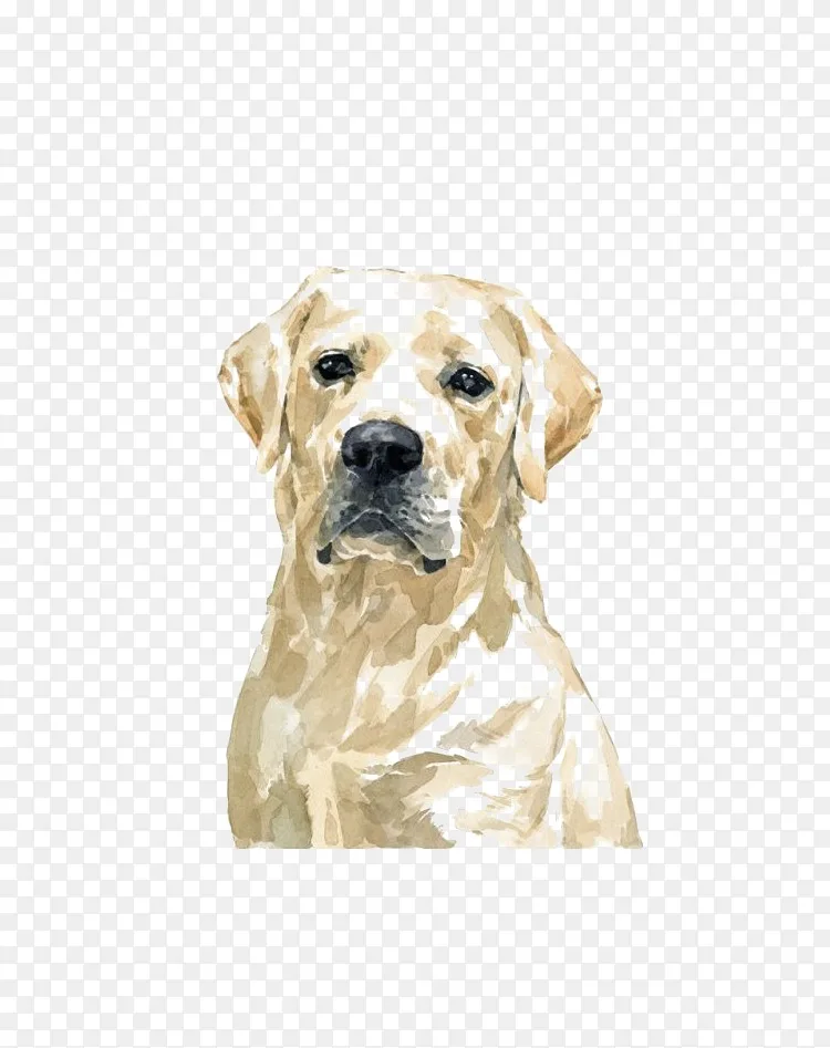 拉布拉多猎犬金毛猎犬斗牛水彩画水彩金毛猎犬png图片素材免费下载 图片编号 Png素材网