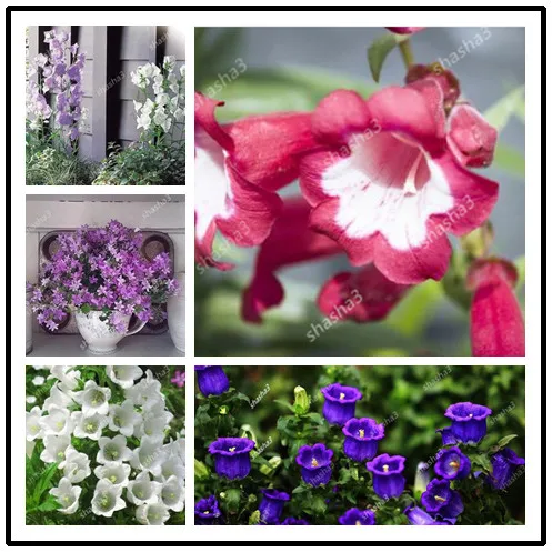 100 шт. mooie Bellflower бонсай для улицы и помещений Campanula Rosea Bloem Potten Groenblijvende Plant voor Tuin