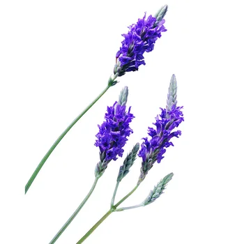 

400pcs Beautiful Natural Lavender English Green Untreated Herb Garden Deocr Dried Flowers Seeds Dropship