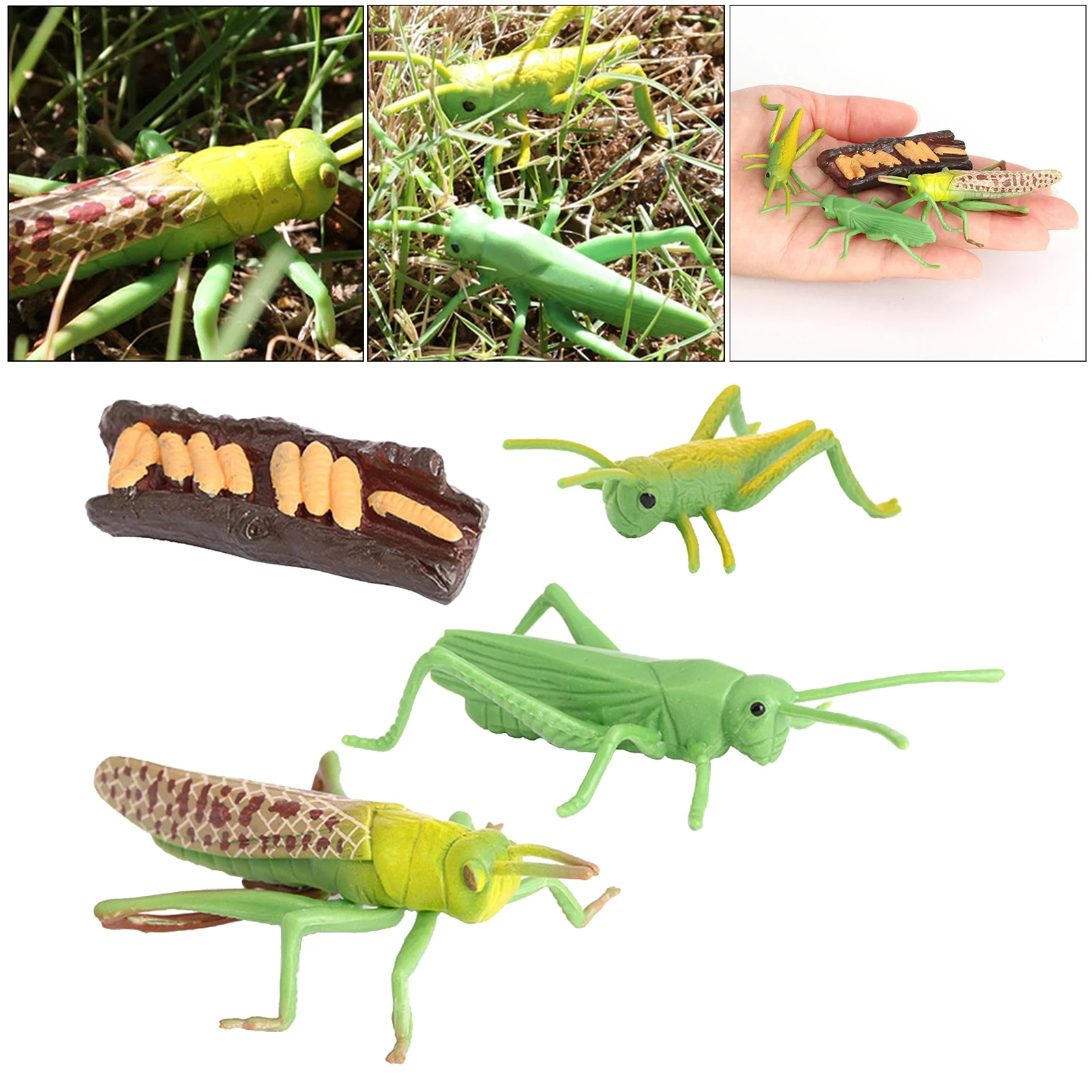 Nature Grasshopper Growth Pre- Kids Early Education Toys Themed Party