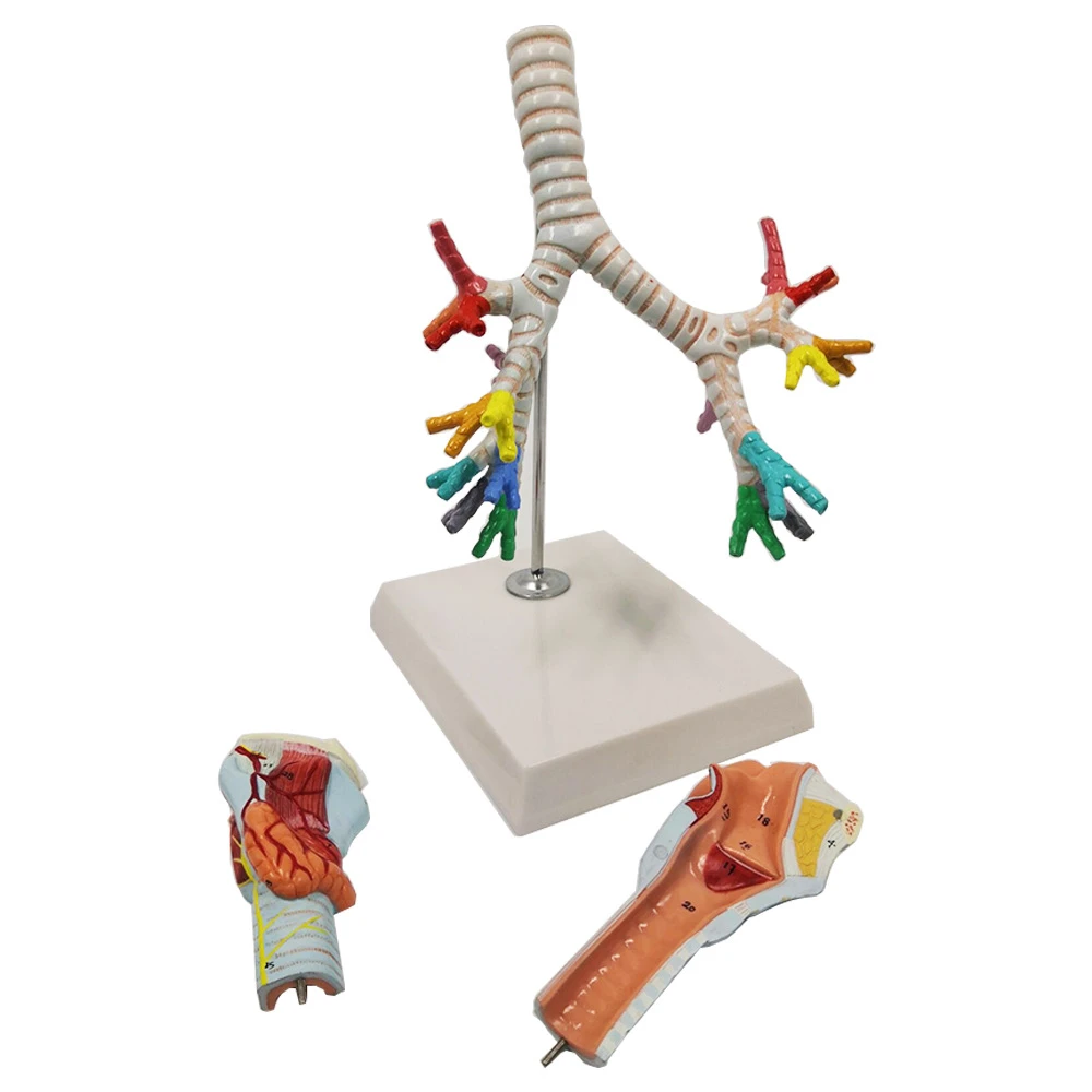 Human Larynx and trachea bronchus Model Larynx anatomical Models lung