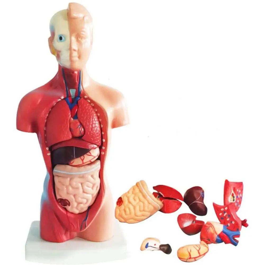 Anatômico de Torso Corporal de Órgão Interno de Anatomia Molde de Ensino de Medicina Presente de Brinquedo Educacional para Crianças Modelo Humano 28cm 5 corporal de órgão interno de anatomia, molde