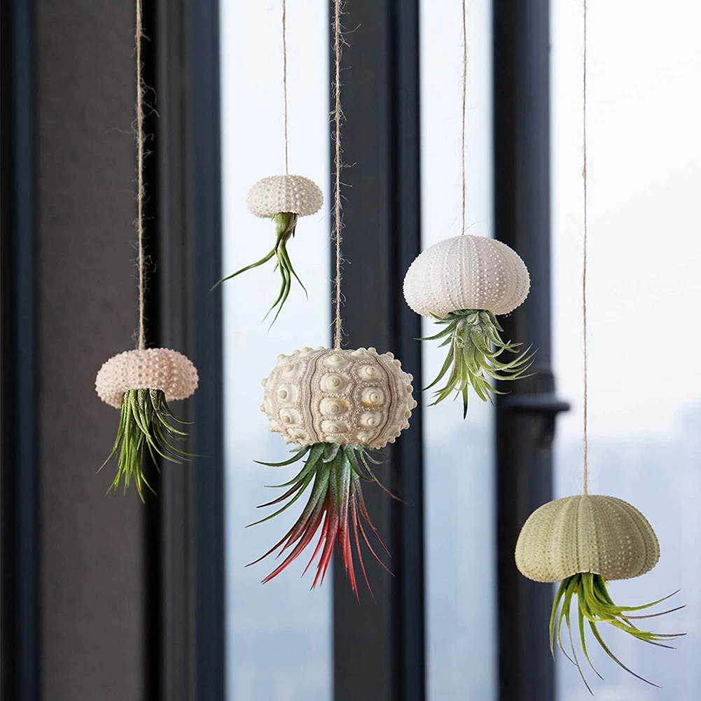 Natural Shells Conch Coquillage Sea Urchin Air Pineapple Aquarium Home Marine Beach Bonsai Mediterranean Seashells Craft natural shell ornaments