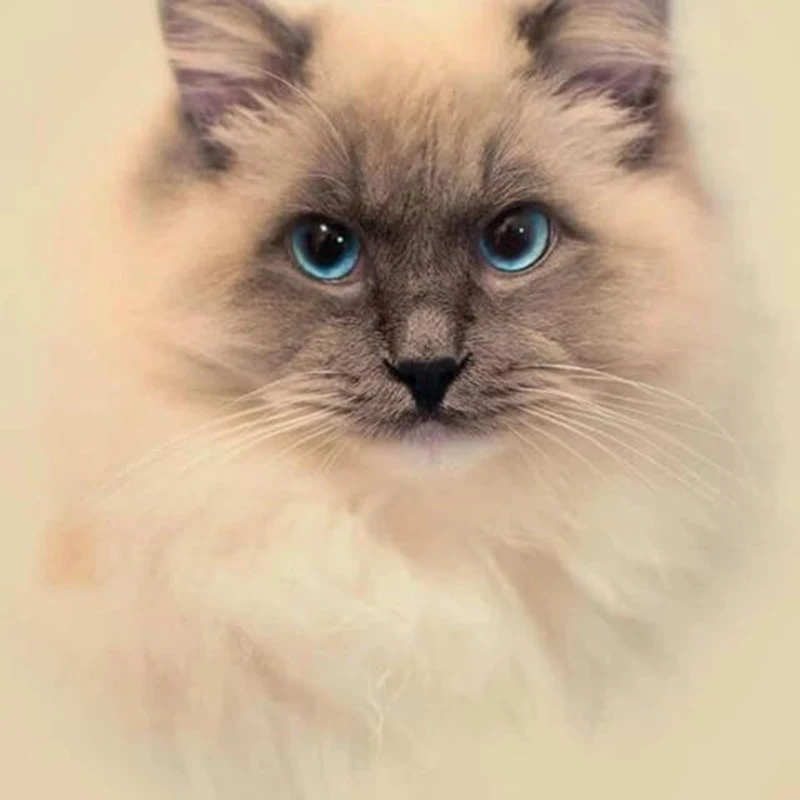 Diamond Painting Full Drill Cat Bead Embroidery Cross Stitch Paintings Mosaic Picture Gift Handmade Jq700 | Дом и сад