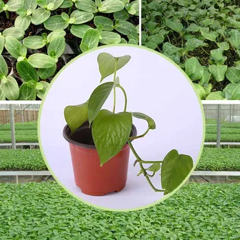 

Wholesales 100Pcs Flower Pots Soft Plastic Flowers Nursery Seeds Storage Pots Container Green Plant Gardening Planters Supplies