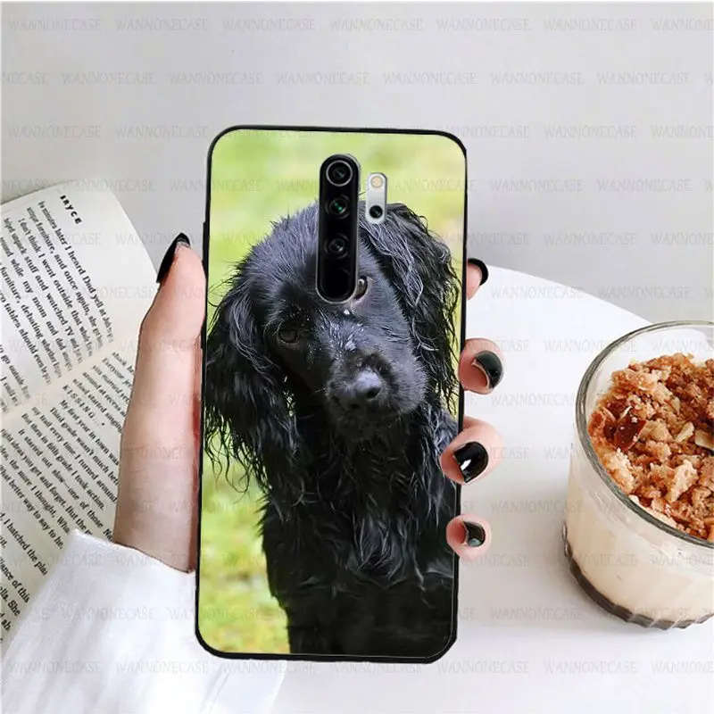 harper cocker spaniel hellip dog puppies