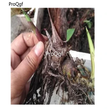 

Ngryise 3Pcs A Set Ravenala madagascariensis bulb