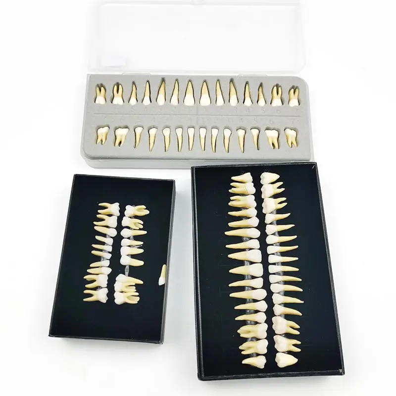 

Pediatric Teeth Adult Teeth Full Mouth Tooth Model Dental Dental Education Model Dental Student Learning Model