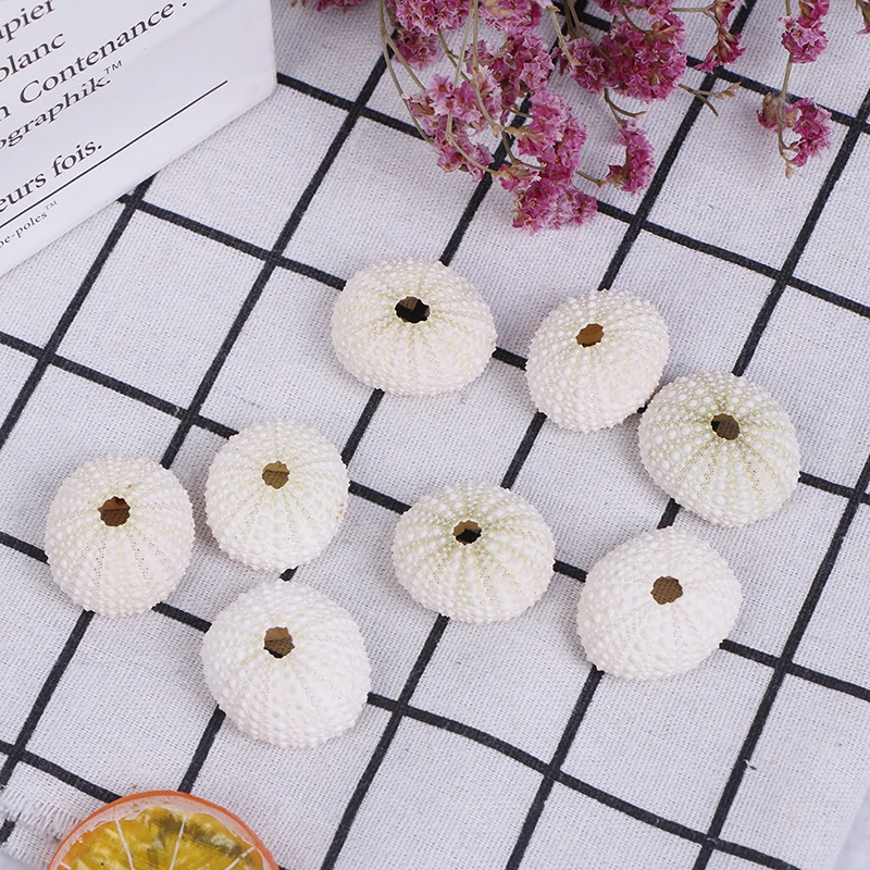 Natural Shell Ornaments 2PC Natural Sea Urchin Shell Conch Tillandsia Potted Plant Home Decoration Wedding Decoration Coastal Home