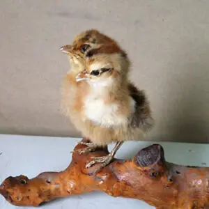 Декоративный цыпленок Taxidermy с 2 головками птица Модель № 1|Платки и полотенца| |