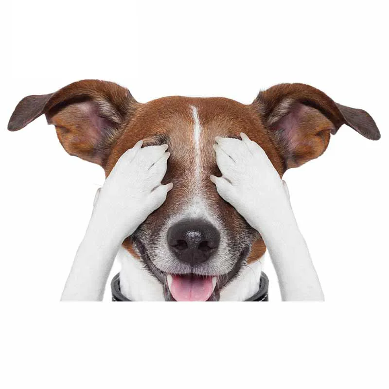 

Creative Animal Dog Funny Car Styling Car-Stickers Cover Scratches for Bumper Bodywork Windshield Suv Decoration Kk17*10cm