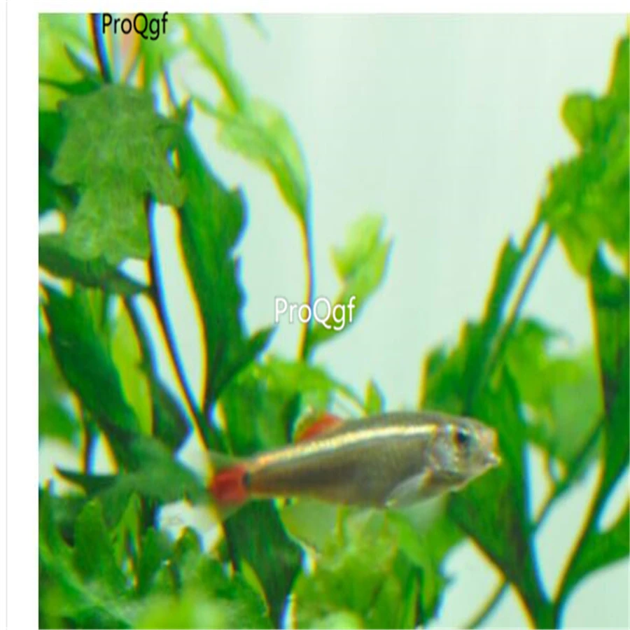 Ngryise 2 шт. набор Tanichthys albonubes
