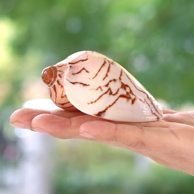 Scenic Conch Shell Conch Micro-Scenic DIY Mediterranean Drifting Bottle Platform Tank Aquarium Landscape Decoration Ornaments