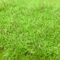Fresh Spring Grass