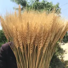 500 шт. Рождественский декоративный сушеный искусственный цветок, кристаллик букет из белой сушеной пшеницы Декор натуральный завод свадебные украшения