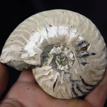 

Rainbow!!!!! 264g Natural Ammonite fossil specimens of Madagascar #A73