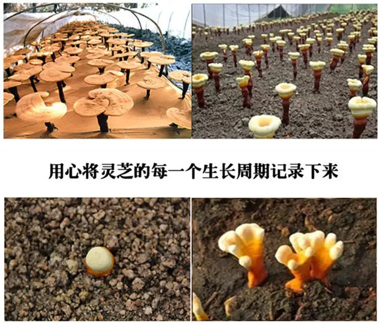 Ganoderma lucidum spore порошок 500 г