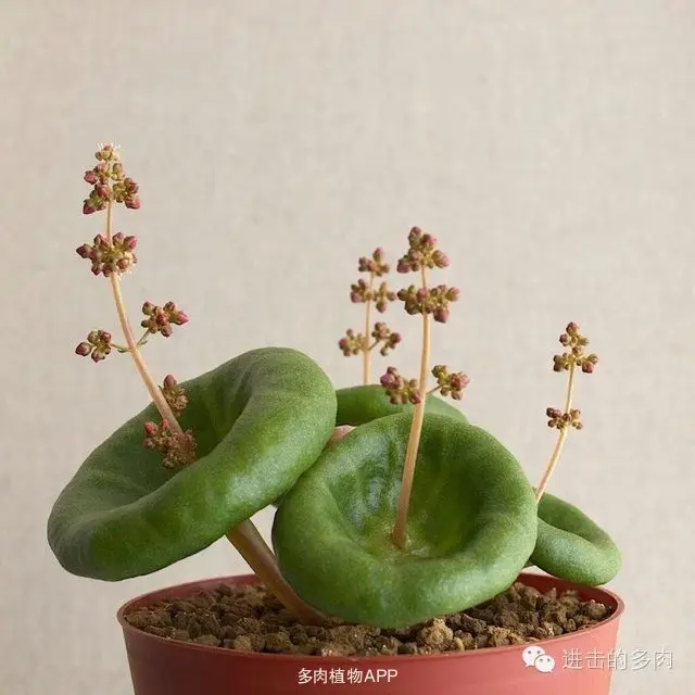 100 шт Свежие реальные Crassula Umbella Oobonsai суккуленты(Qingsuolong