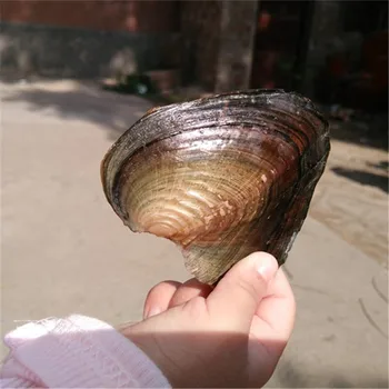 

Cultured Oyster Pearl Rice Gemstone Bead Random-Color Vacuum-Packed 7-8mm DIY Birthday Gifts Mussel Fashion