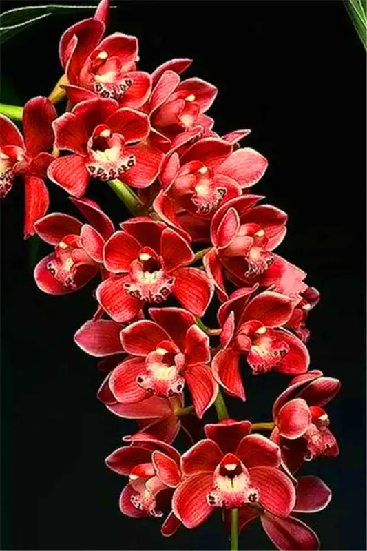 7 Распродажа! цветы в горшках Орхидея бонсай Cymbidium сад Цикада Орхидея Cymbidium Орхидея при цветении 100 шт,# T4TKSW - Цвет: 7