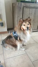 Arnés de mascota ajustable para perros, accesorio personalizado y transpirable, arnés tipo chaleco para perro pequeño y grande con parche personalizado