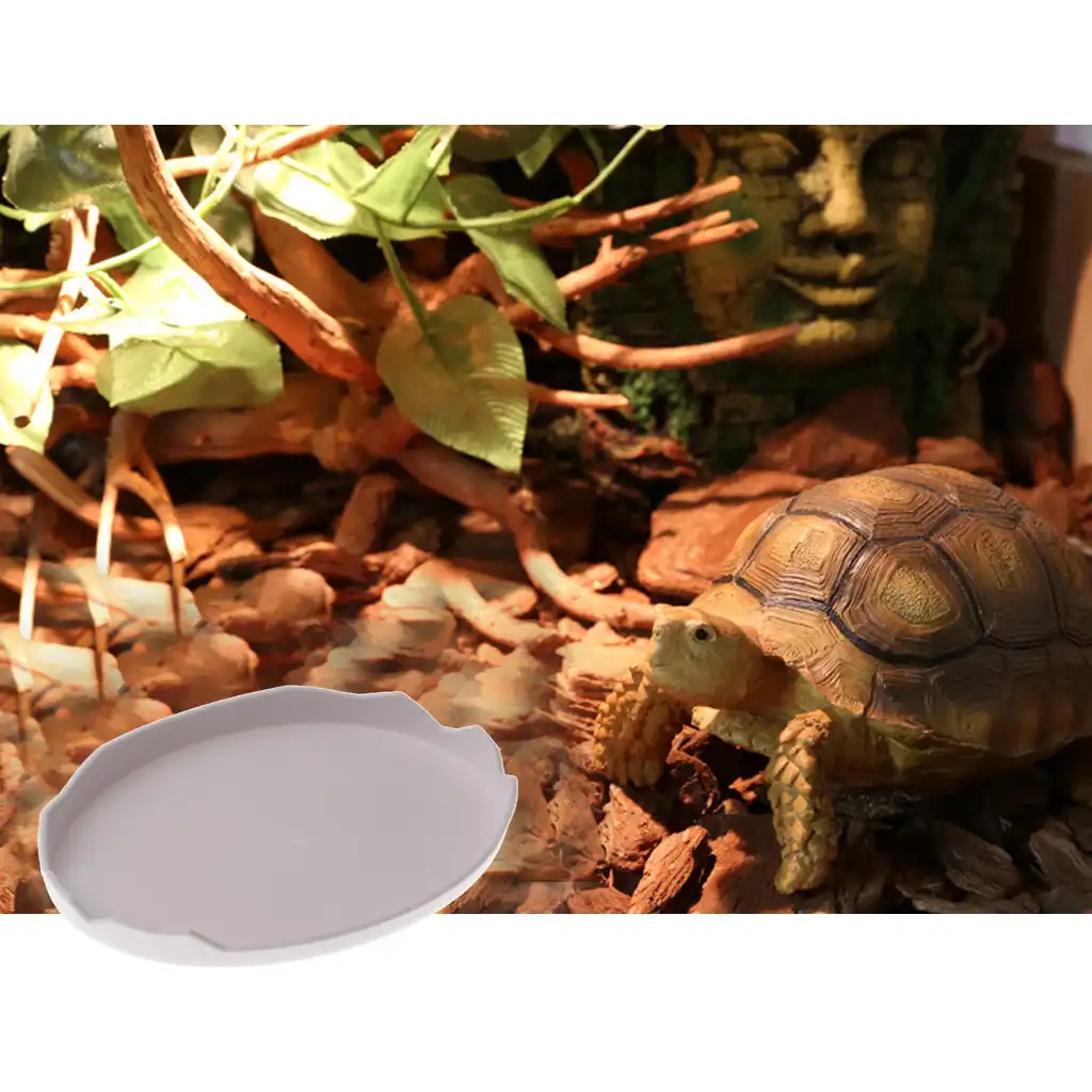 reptile corner water dish