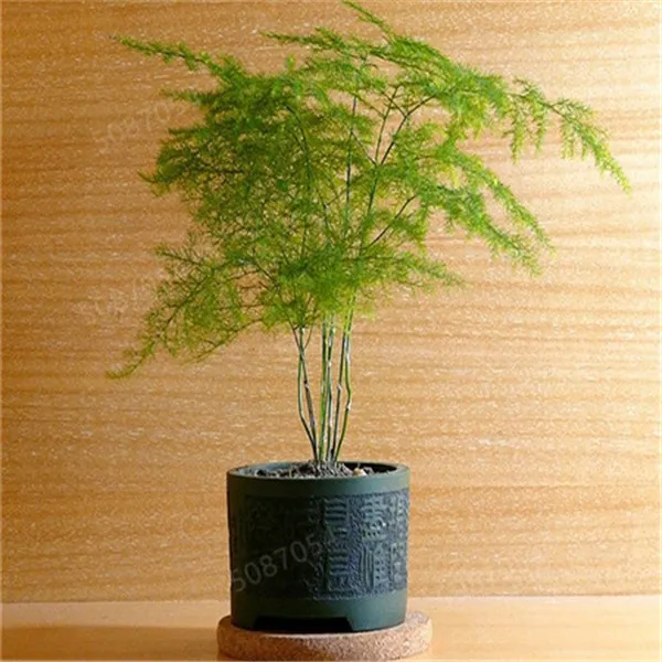 30pcs Asparagus Fern Tree Bonsai Evergreen Indoor Potted Plants Home