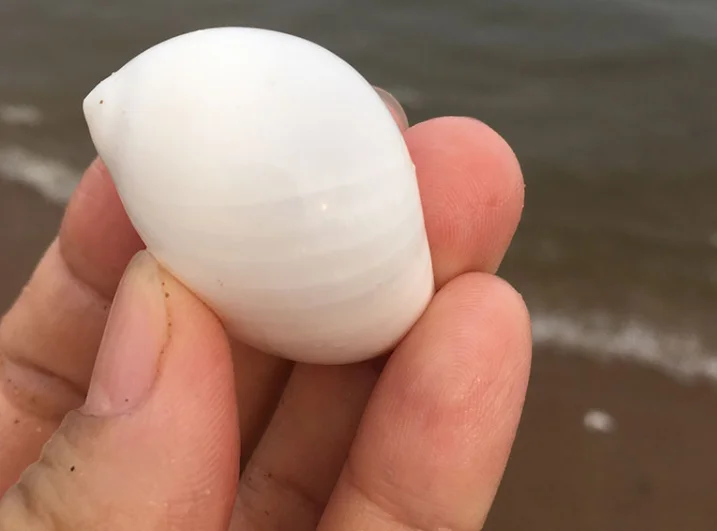 Домашнее украшение натуральная Улитка 2 см отмель Краб тигр рыба замена оболочки