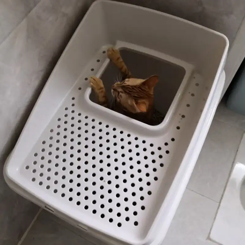 hop in cat litter box