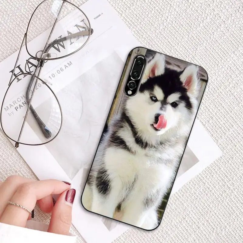 MaiYaCa животных Собака Хаски чехол для телефона для huawei P20 P30 P20Pro P20Lite P30Lite PSmart P10 9Lite - Цвет: A7