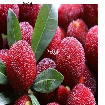 

Ngryise 500pcs Myrica rubra