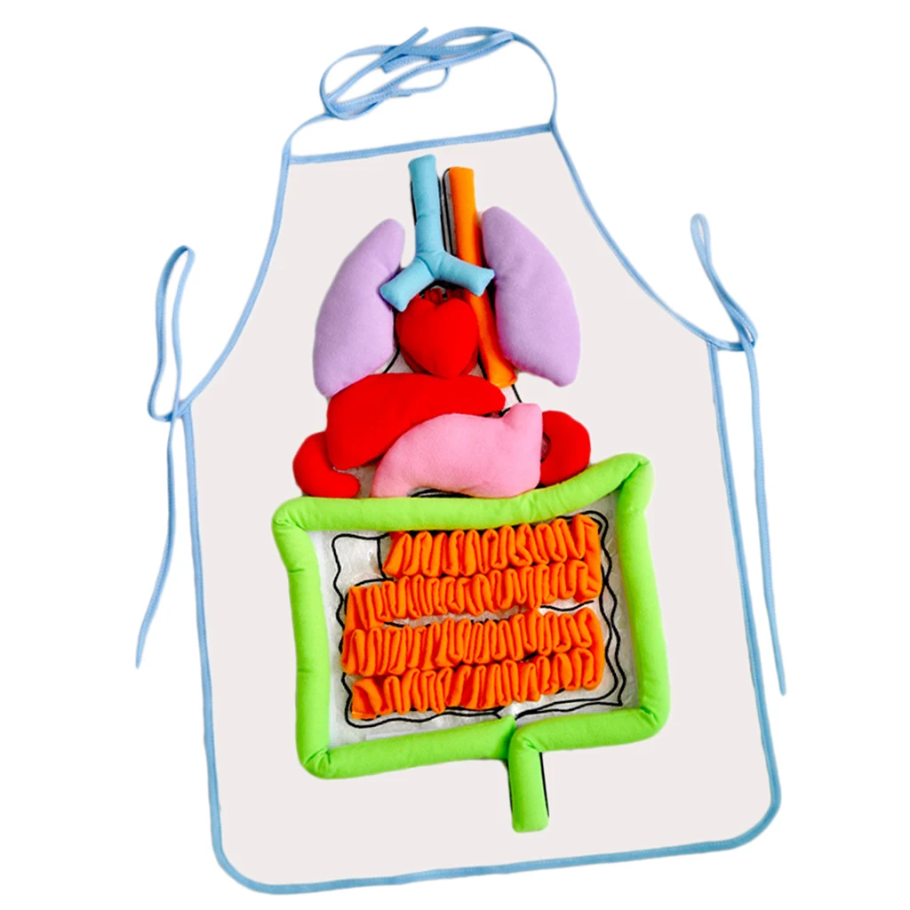 Kids Educational Body Apron Toy Children  Human Organs Awareness Toys Transparent Apron Science Learning Toys 