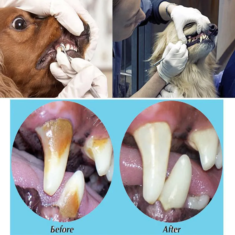 Набор инструментов для ухода за полостью рта для домашних животных с зубным скребком зубной камень стоматологический набор инструментов для стоматологии для чистки зубов из нержавеющей стали инструменты для ухода за зубами наборы
